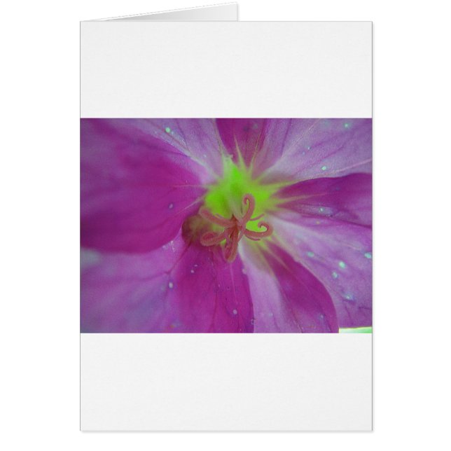 Lila gestreiftes Blütenmuster mit gelée Mitte (Devant)