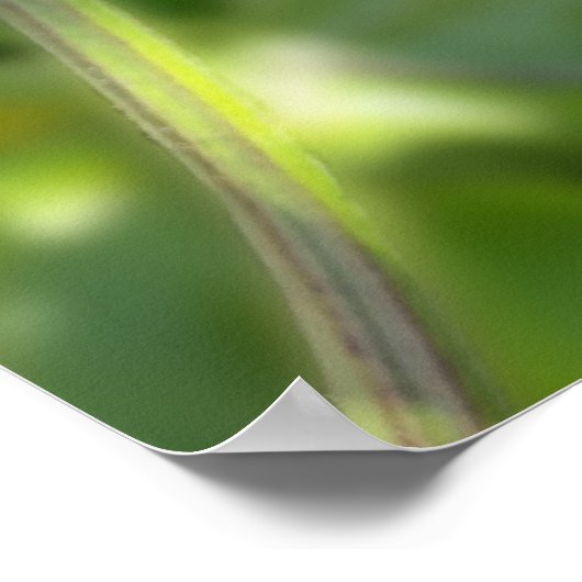 lila gordijn poster (Hoek)