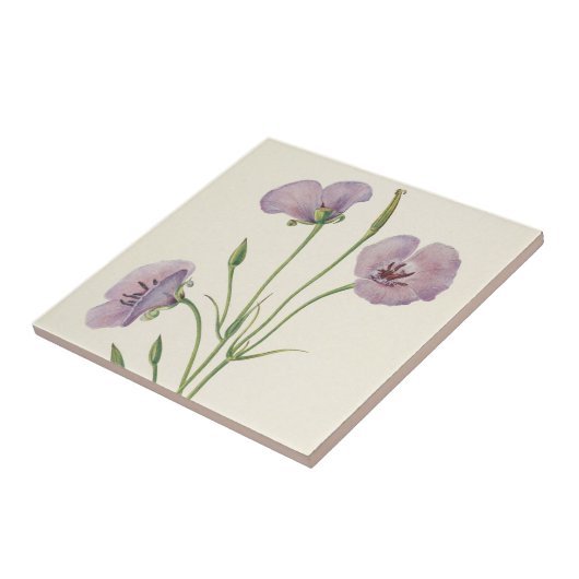 Lila Mariposa van Mary Vaux Walcott Tegeltje (Zijkant)