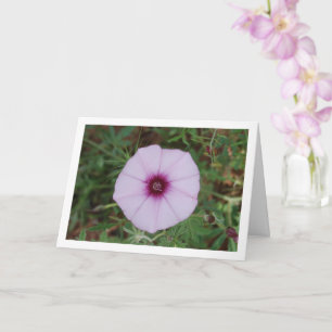 Lila Morning Glory, Mallow Bindweed Wildflower Kaart