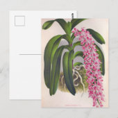 Lila orchidee Aerides Fieldingi Lindenia Briefkaart (Voorkant / Achterkant)