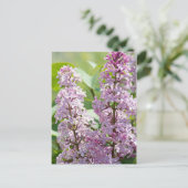 Lila P5390-Briefkaart Briefkaart (Staand voorkant)