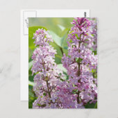 Lila P5390-Briefkaart Briefkaart (Voorkant / Achterkant)