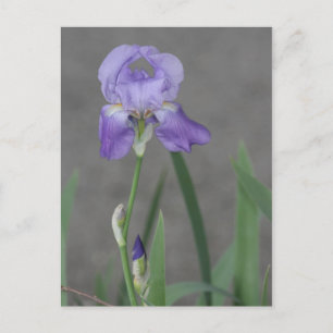 Lila Paarse Iris Blooming in de tuin Briefkaart