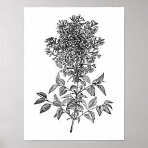 Lila Poster
