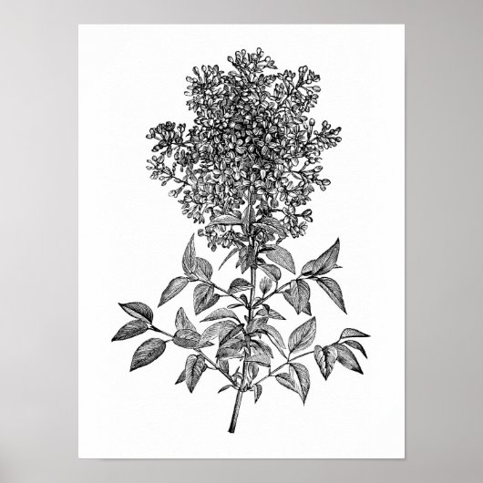 Lila Poster (Voorkant)