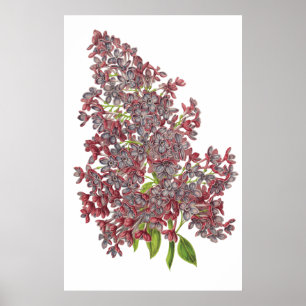 Lila PREMIUM BOTANISCHE AFDRUKKING Poster