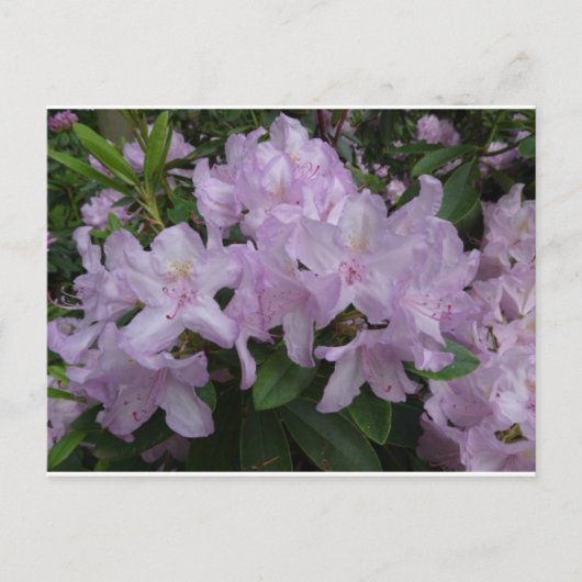 Lila Rhododendron Flowers DIY Briefkaart (Voorkant)