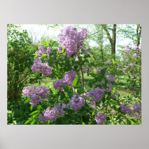 Lila schoonheid poster