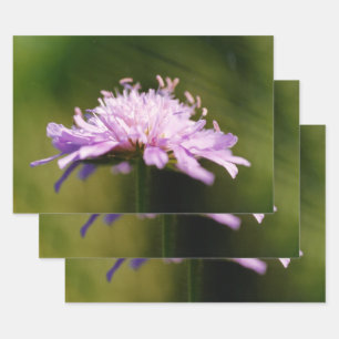 Lila schurft (Knautia arvensis) Bloem Inpakpapier Vel