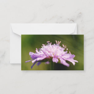 Lila schurft (Knautia arvensis) Bloem Notitiekaartje