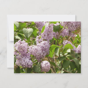 Lila Struik Beauful Paarse Spring Flowers Kaart