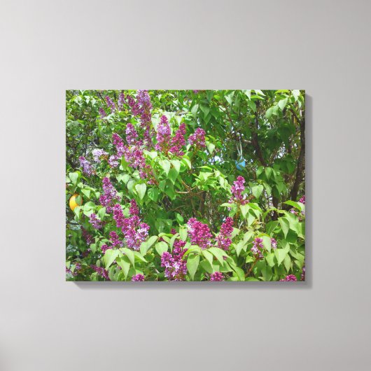 Lila Struik Canvas Afdruk (Voorkant)