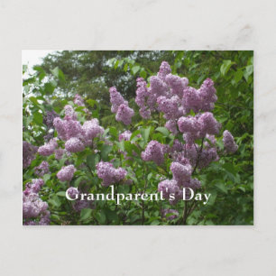 Lila Struik-Syringa-Bloemende Woody Planten Briefkaart