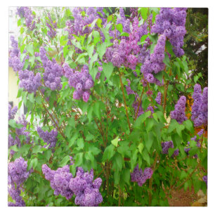 Lila Struik Tile Tegeltje