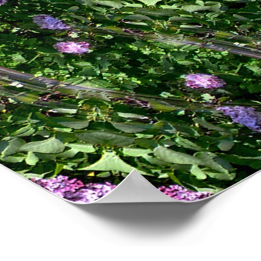 Lila tuinhuizen.. poster (Hoek)