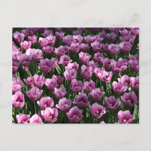 Lila Tulpen Briefkaart (Voorkant)
