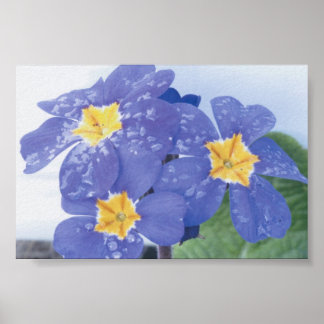 Lila winterbloeiende pansy poster