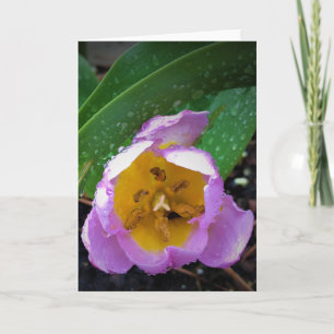 Lila Wonder Tulip, kaart