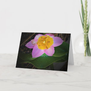 Lila Wonder Tulip, kaart