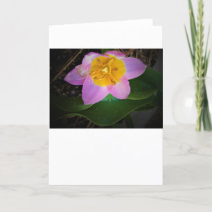 Lila Wonder Tulip, kaart