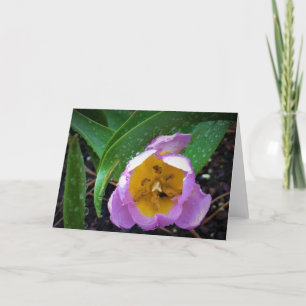 Lila Wonder Tulip, kaart