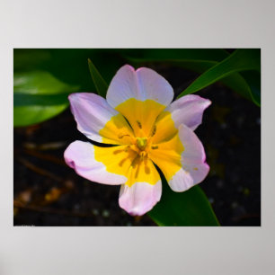 Lila Wonder Tulip Poster