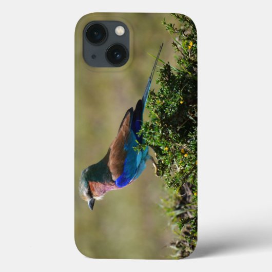Lilac Breasted Roller iPad Mini coque (Verso)