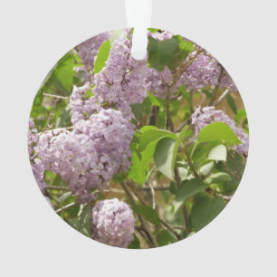Lilac Bush Belles fleurs de printemps violettes