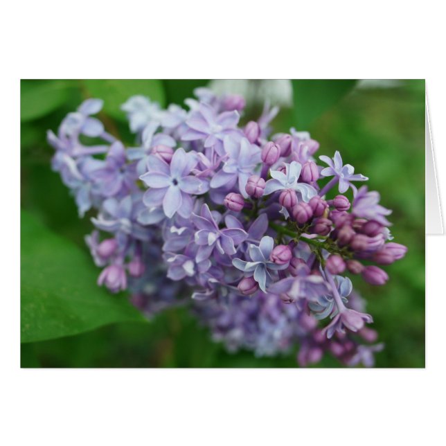 Lilac Love (Devant Horizontal)