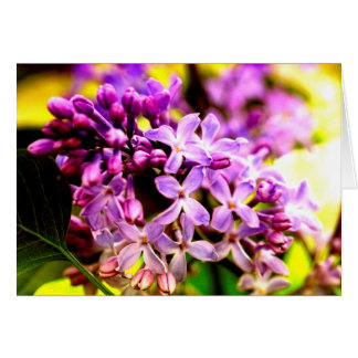 Lilac macro