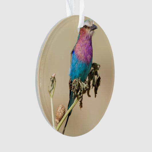 Lilac Roller à poitrine (devant)