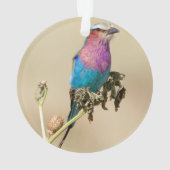 Lilac Roller à poitrine (dos)