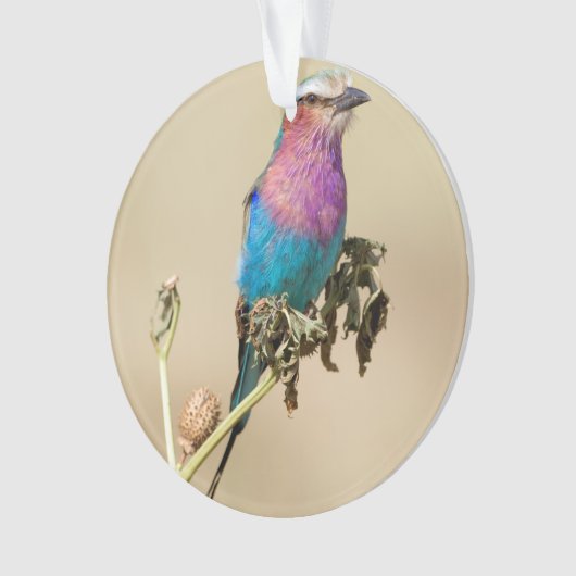 Lilac Roller à poitrine (devant)