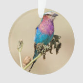 Lilac Roller à poitrine (devant)