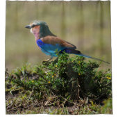 Lilac Roller Chaussure Rideau (Devant)