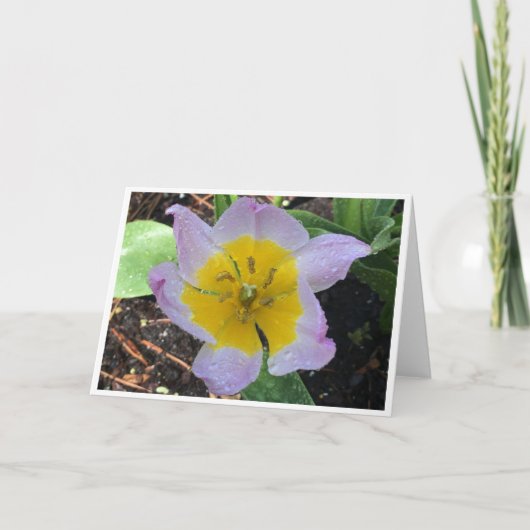 Lilac Wonder Tulip, carte (Devant)