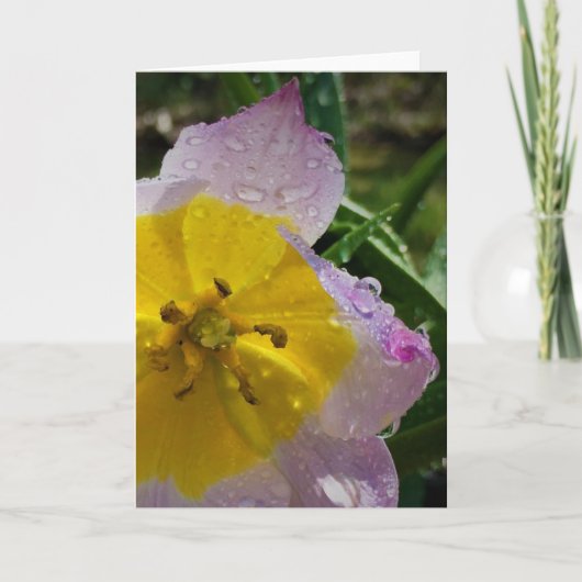 Lilac Wonder Tulip, carte (Devant)