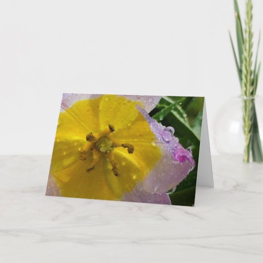 Lilac Wonder Tulip, carte (Devant)