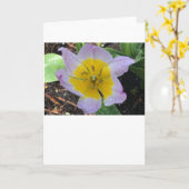 Lilac Wonder Tulip, carte (Fleur jaune)