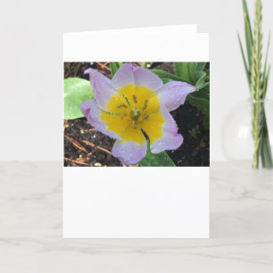 Lilac Wonder Tulip, carte