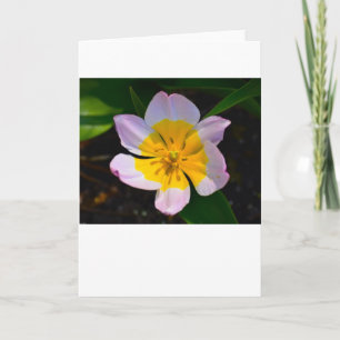 Lilac Wonder Tulip, carte