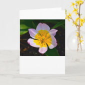 Lilac Wonder Tulip, carte (Fleur jaune)