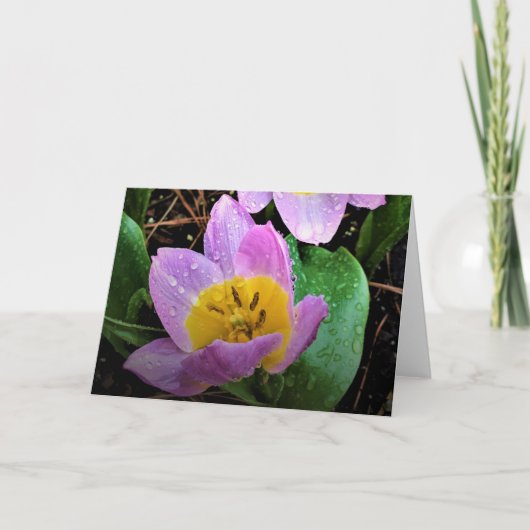Lilac Wonder Tulip, carte (Devant)