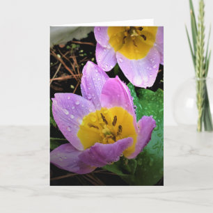 Lilac Wonder Tulip, carte
