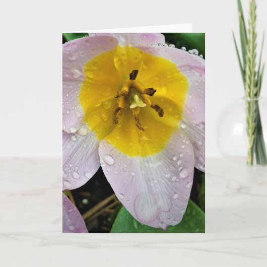 Lilac Wonder Tulip, carte (Devant)