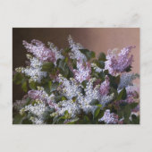  Lilacs Briefkaart (Voorkant)