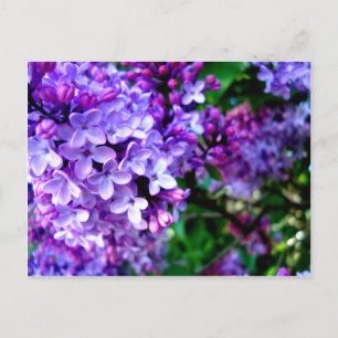 Lilacs Briefkaart