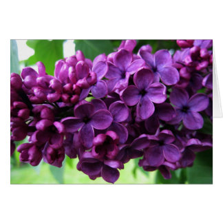 Lilacs Card