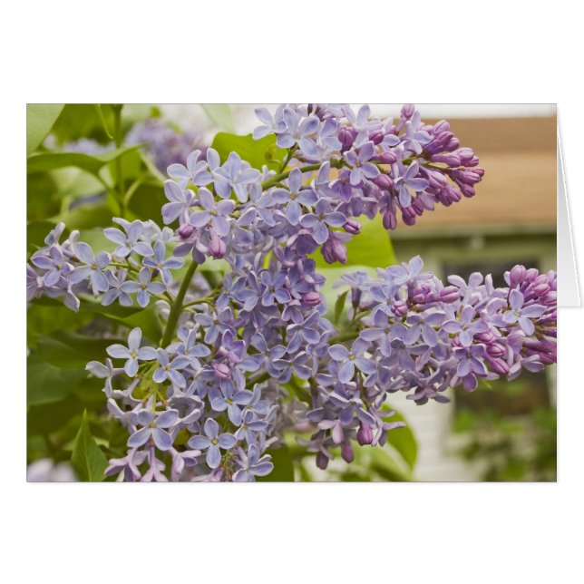 Lilacs Card (Voorkant Horizontaal)